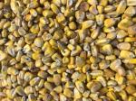 NON GMO SHELLED CORN 50#