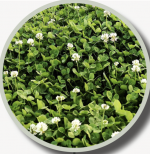 WHITE DUTCH CLOVER 50#