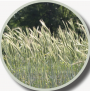 WINTER FIELD CEREAL RYE 50# BAG