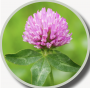 MEDIUM RED CLOVER 50#