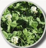 LADINO CLOVER PER #