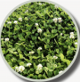 WHITE DUTCH CLOVER LB