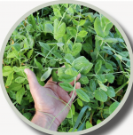 FIELD PEAS PER LB