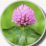 MEDIUM RED CLOVER LB