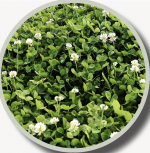 WHITE DUTCH CLOVER LB