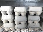 EGGS 1 DOZEN