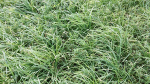 ENDURO PLUS HAY PASTURE MIX 25#